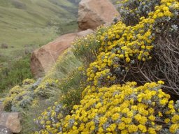 Helichrysum trilineatum colony